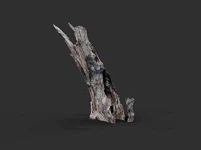 Artistic Plant Drawing Featuring Weathered Dead Wood Branch Against Black Background 3d model