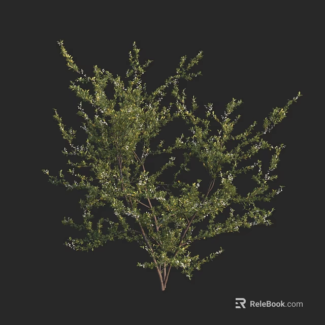 Tall Green Arbor With Lush Dense Foliage And Branchy Canopy Structure 3d model 