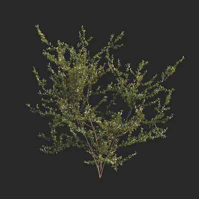 Tall Green Arbor With Lush Dense Foliage And Branchy Canopy Structure 3d model