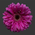 Purple Gerbera Flower with Vibrant Pink Petals Dark Center and Green Stem on Dark Background