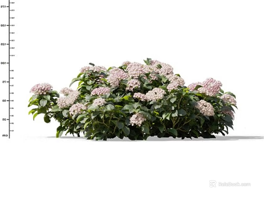Lush Blooming Flowers With Pink Petals And Green Leaves In Garden 3d model 