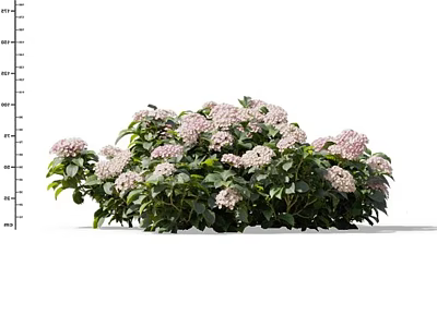 Lush Blooming Flowers With Pink Petals And Green Leaves In Garden 3d model