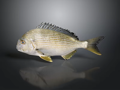 Striped Silver White Fish With Yellow Fins On Dark Background And Reflection 3d model