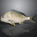 Striped Silver White Fish With Yellow Fins On Dark Background And Reflection