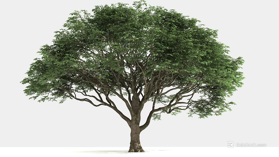 Lush Green Arbor With Thick Trunk And Spreading Branches In White Background 3d model 