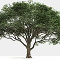 Lush Green Arbor With Thick Trunk And Spreading Branches In White Background