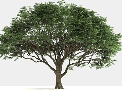 Lush Green Arbor With Thick Trunk And Spreading Branches In White Background 3d model