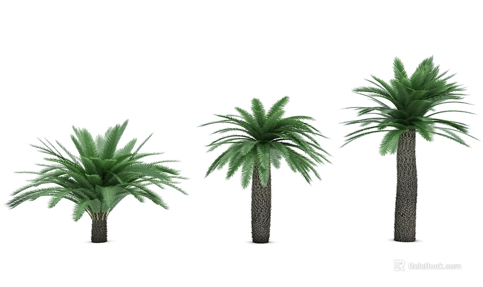 Three Different Sizes Palm Trees With Green Fronds And Dark Trunks 3d model 