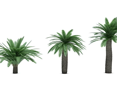 Three Different Sizes Palm Trees With Green Fronds And Dark Trunks 3d model