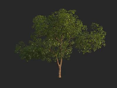 Lush Green Arbor With Brown Trunk And Full Canopy Isolated On Dark Background 3d model