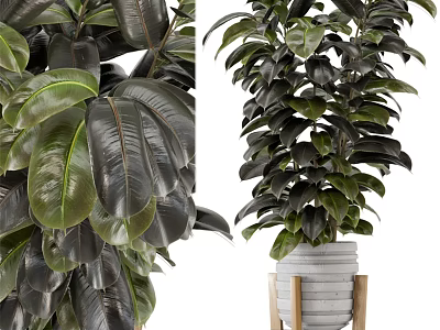 Decorative Plant Ornament With Large Shiny Dark Green Leaves White Planter Wooden Stand 3d model