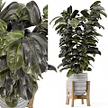 Decorative Plant Ornament With Large Shiny Dark Green Leaves White Planter Wooden Stand