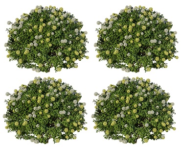 fragrant yellow Disspruika flowering shrubs yellow flowers shrubs plants courtyard flowering fragrant shrubs green plants 3d model