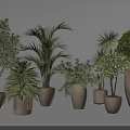 Various Bonsai Potted Plants With Green Foliage in Decorative Ceramic Pots