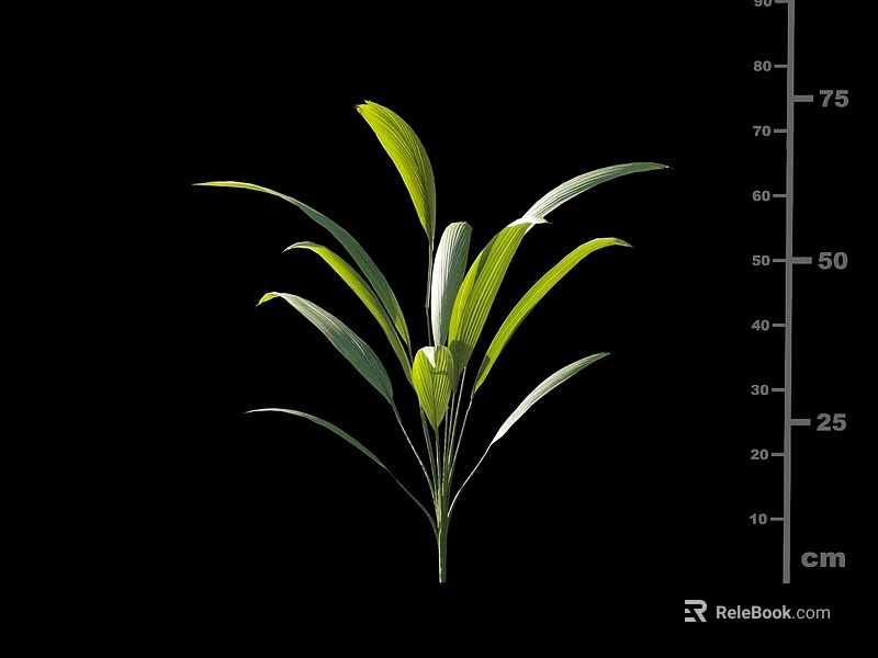 Green Arbor Plant With Fresh Green Leaves Measuring 75cm Height Isolated On Black 3d model 