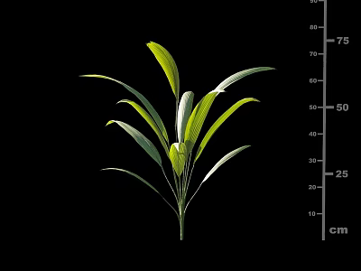 Green Arbor Plant With Fresh Green Leaves Measuring 75cm Height Isolated On Black 3d model