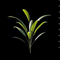 Green Arbor Plant With Fresh Green Leaves Measuring 75cm Height Isolated On Black