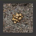 Arrangement of Fresh Brown Mushrooms on Natural Wood Chips with Small Twigs