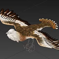 Flying Eagle With Spread Wings Brown White Feathers Detailed Plumage Flight Posture Sharp Claws 3d model