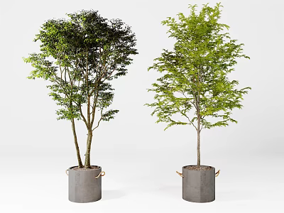 Two Tall Green Leafy Potted Trees In Gray Pots With Handles For Indoor Decoration 3d model