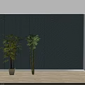 Three Bamboo Plants Indoor Decoration Near Window Against Gray Wall With White Floor