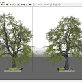 Trees Old Trees Big Trees 3d model