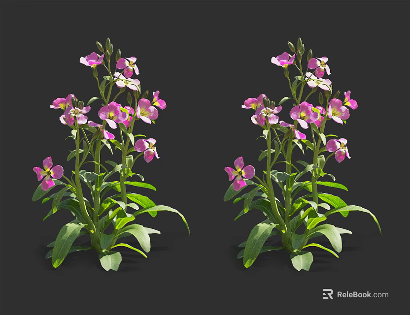 Blooming Pink and White Flowering Plants With Lush Green Leaves On Black Background 3d model 