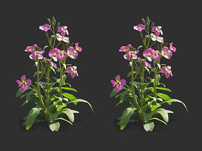 Blooming Pink and White Flowering Plants With Lush Green Leaves On Black Background 3d model