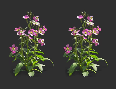 Blooming Pink and White Flowering Plants With Lush Green Leaves On Black Background 3d model