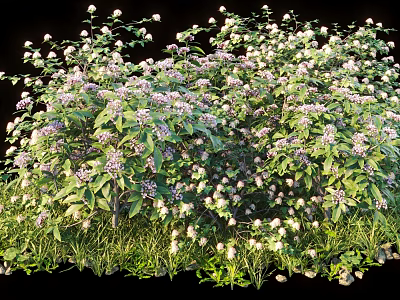 Lush Green Leaf Shrub With White And Purple Flowers In Bushy Natural Growth 3d model