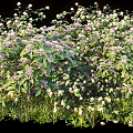Lush Green Leaf Shrub With White And Purple Flowers In Bushy Natural Growth