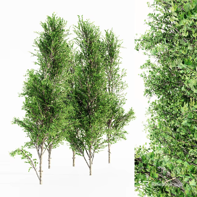 Lush Green Arbor Trees With Tall Trunks And Dense Foliage Appearance 3d model