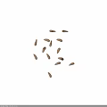 Natural Brown Plant Seeds Scattered on White Background Close Up View