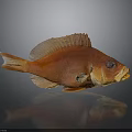 Orange Fish Displaying Organs And Hair like Scales With Fins Eyes And Reflection In Studio
