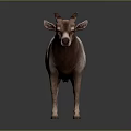 Realistic brown and white goat with horns standing on gray background