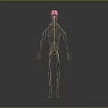 3D Anatomical Medical Device For Human Skeleton And Nervous System Visualization