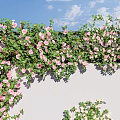 Climbing Vines With Pink White Red Flowers On Traditional Wall And Stone Base