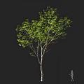 Tall Tree with Lush Green Leaves and Slender Trunk Against Dark Background Featuring Human Silhouette