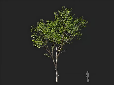 Tall Tree with Lush Green Leaves and Slender Trunk Against Dark Background Featuring Human Silhouette 3d model
