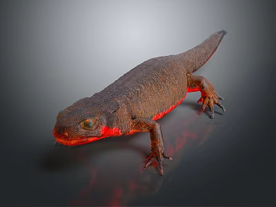 Brown Salamander With Red Underbelly Textured Skin And Long Tail 3d model