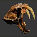 Ancient Animal Skull With Long Curved Tusks And Detailed Bone Structure