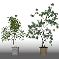 Two Decorative Bonsai Potted Plants with Green Foliage in Metal and Woven Baskets