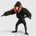 Mandrill With Black Fur And Colorful Red Blue Facial Features Standing With Outstretched Arms