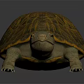 Detailed 3D Rendered Turtle With Orange And Black Patterned Shell