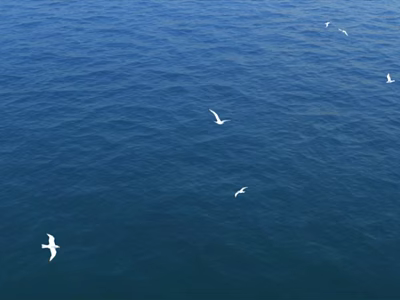 White Seagulls Soaring Gracefully Over The Vast Blue Ocean Waters 3d model