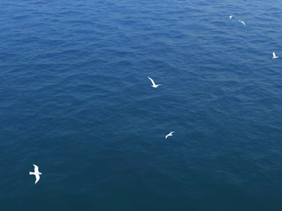 White Seagulls Soaring Gracefully Over The Vast Blue Ocean Waters 3d model White Seagulls Soaring Gracefully Over The Vast Blue Ocean Waters 3d model