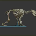 Detailed Animal Skeleton Model On Blue Base Showing Anatomical Structure Features 3d model