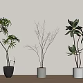 Three Potted Bonsai Trees With Different Leaves In Black Gray White Pots On Wooden Table