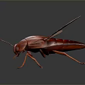 Detailed Red Cockroach With Transparent Wings Macro View On Dark Background 3d model