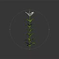 White Lily Flower With Green Stem And Leaves On Grey Background